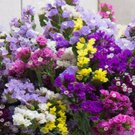 40 Statice Seeker Mix Seeds Easy to Grow