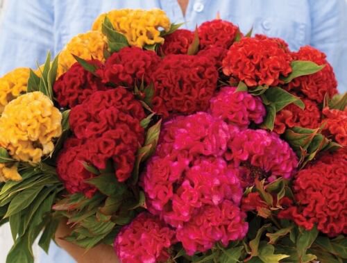 30 Celosia Chief Mix Seeds Easy to Grow