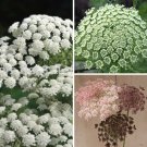 Queen Anne'S Lace Variety Dara Daucus White Dill Green Mist Easy to Grow