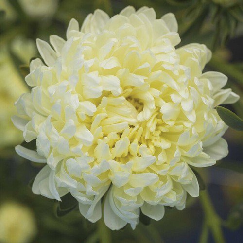 25 Aster Tower Yellow Seeds Easy to Grow