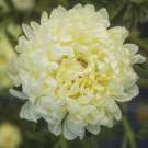 25 Aster Tower Yellow Seeds Easy to Grow