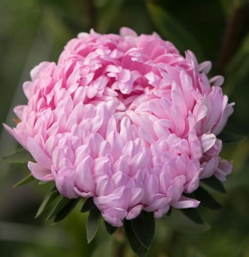 25 Aster Tower Salmon Seeds Easy to Grow