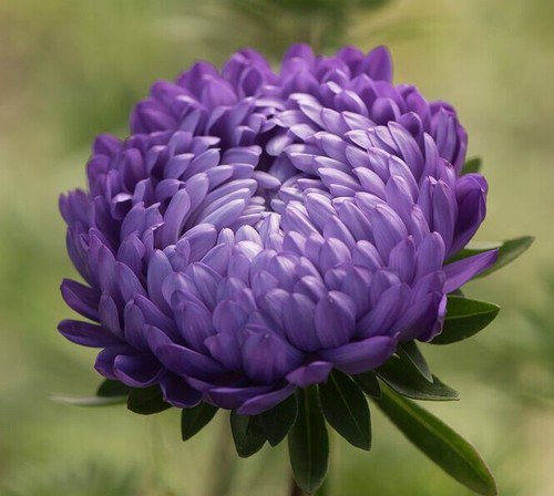 25 Aster Tower Blue Seeds Easy to Grow