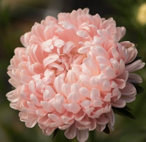 25 Aster Tower Chamois Seeds Easy to Grow