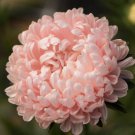 25 Aster Tower Chamois Seeds Easy to Grow
