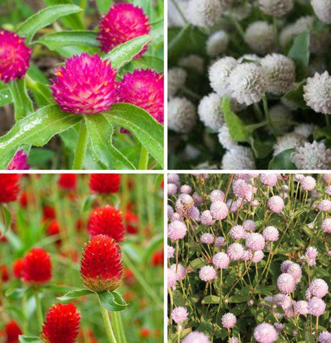 Gomphrena Variety Carmine Audray White Strawberry Fields Frosty Pink Easy to Grow