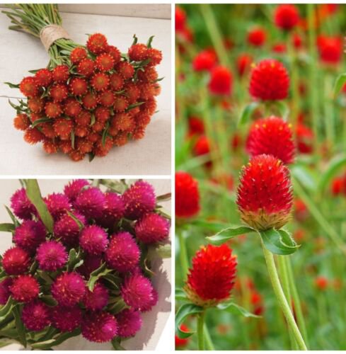 Gomphrena Variety Orange Carmine Strawberry Fields 40 Seeds Each  Easy to Grow