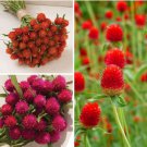 Gomphrena Variety Orange Carmine Strawberry Fields 40 Seeds Each  Easy to Grow