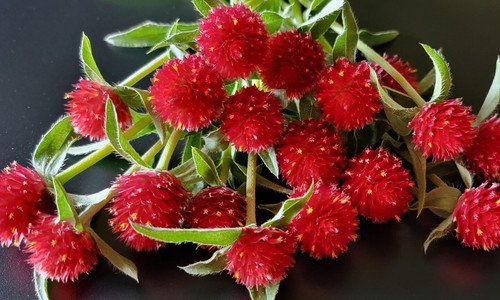 100 Gomphrena Strawberry Fields Seeds Easy to Grow