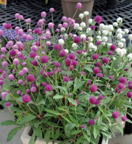 120 Gomphrena Formula Mix Seeds Easy to Grow