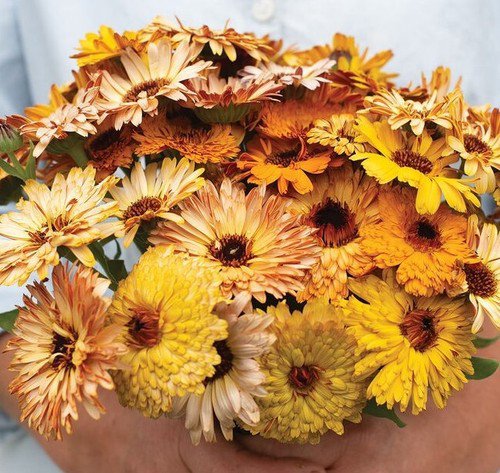40 Calendula Flashback Mix Seeds Easy to Grow
