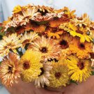 40 Calendula Flashback Mix Seeds Easy to Grow