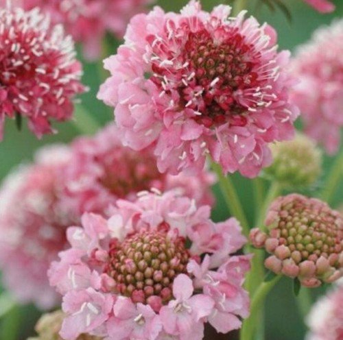 100 Scabiosa Salmon Rose Seeds Easy to Grow