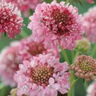 100 Scabiosa Salmon Rose Seeds Easy to Grow