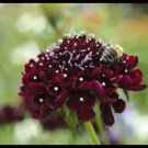 100 Scabiosa Black Knight Seeds Easy to Grow