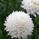 100 Scabiosa Snow Maiden Seeds Easy to Grow