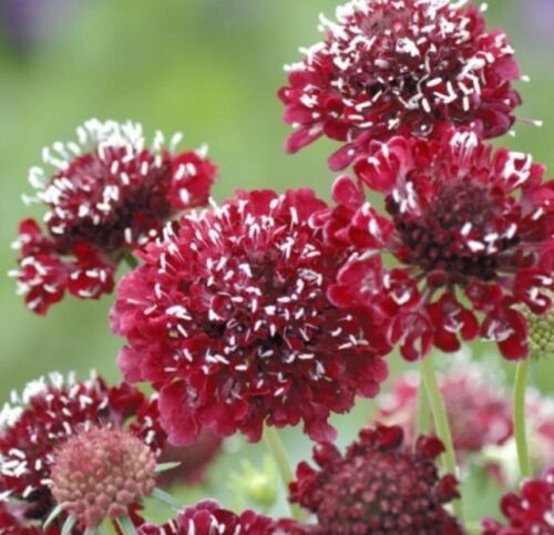 100 Scabiosa Fire King Seeds Easy to Grow