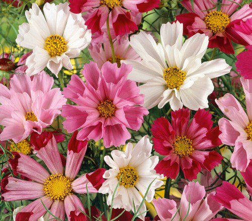 50 Cosmos Seashells Mix Seeds Easy to Grow