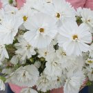 40 Cosmos Fizzy White Seeds Easy to Grow