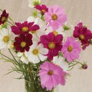 35 Cosmos Versailles Mix Seeds Easy to Grow