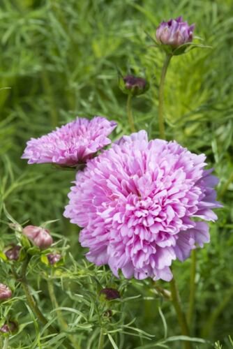 50 Cosmos Double Dutch Rose Seeds Easy to Grow