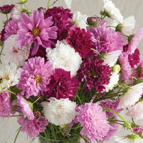 30 Cosmos Double Click Mix Seeds Easy to Grow