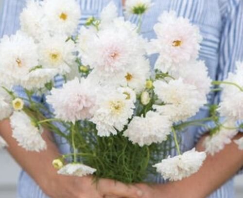 100 Cosmos Double Click Snow Puff Seeds Easy to Grow