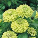 40 Zinnia Envy Seeds Easy to Grow