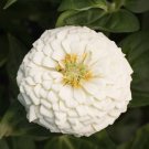 40 Zinnia Giant White Seeds Easy to Grow