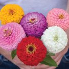 50 Zinnia Oklahoma Mix Seeds Easy to Grow