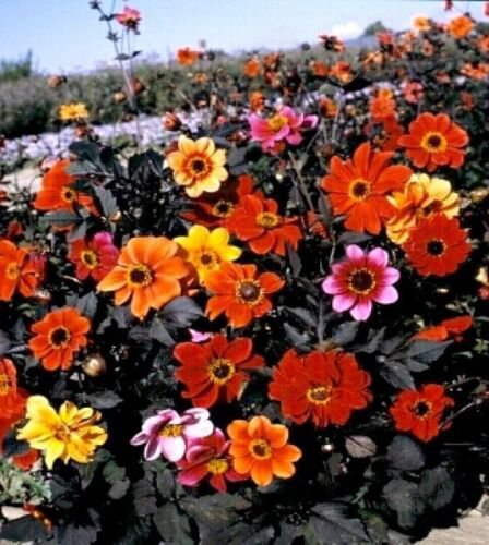 40 Dahlia Bishop'S Child Mix Seeds Easy to Grow