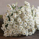 200 Feverfew Tetra White Seeds Easy to Grow