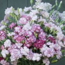 100 Carnation Benigna Seeds Easy to Grow