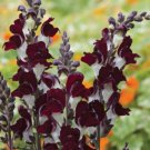 100 Snapdragon Night And Day Seeds Easy to Grow
