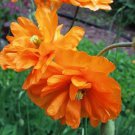 40 Tangerine Gem Poppy Seeds Easy to Grow