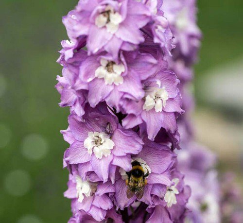 25 Delphinium Magic Fountains Cherry Blossom Seeds Easy to Grow