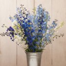 40 Belladonna Mix Delphinium Seeds Easy to Grow