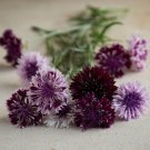500 Bachelor Button Classic Magic Mix Seeds Easy to Grow