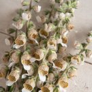 40 Cafe Creme Digitalis Seeds Easy to Grow