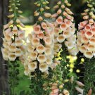 100 Apricot Beauty Digitalis Seeds Easy to Grow