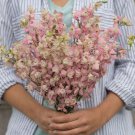 40 Larkspur Fancy Pink Seeds Easy to Grow