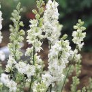 40 Larkspur Qis White Seeds Easy to Grow