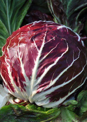 Raddicchio Seeds Palla Rose Vegetable Seeds Non Gmo Easy to Grow