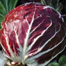 Raddicchio Seeds Palla Rose Vegetable Seeds Non Gmo Easy to Grow