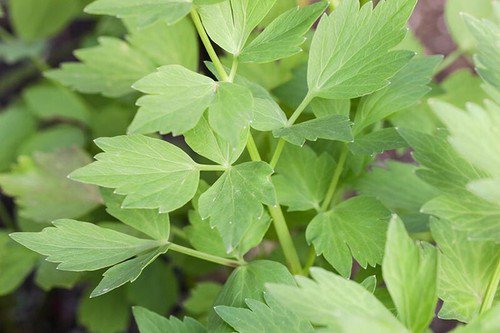 Lovage Seeds Herb Seeds Non Gmo Easy to Grow
