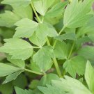 Lovage Seeds Herb Seeds Non Gmo Easy to Grow