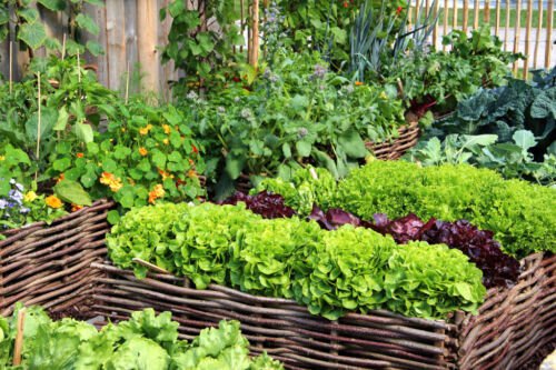 Garden Seeds Non Gmo Large Seeds Species Fresh Seeds Easy to Grow