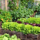 Garden Seeds Non Gmo Large Seeds Species Fresh Seeds Easy to Grow