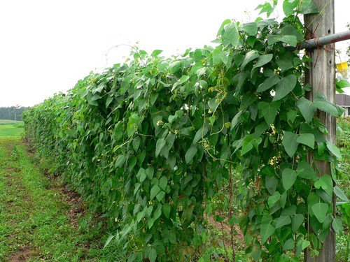 Lima Bean Seeds Fordhook Vegetable Seeds Non Gmo Easy to Grow