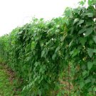 Lima Bean Seeds Fordhook Vegetable Seeds Non Gmo Easy to Grow